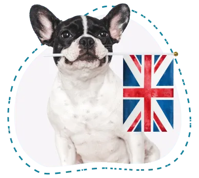Dog holding a UK flag