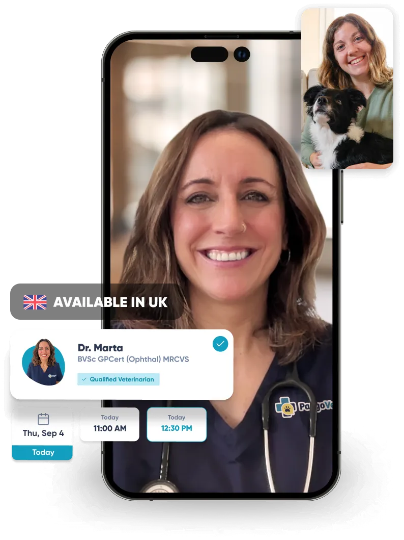 Speaking with a PangoVet veterinarian on a video call